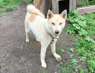 The dog Kunak protected his 12-year-old owner, who got lost in the Amur taiga